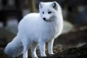 White Coza Animal in snowy forest