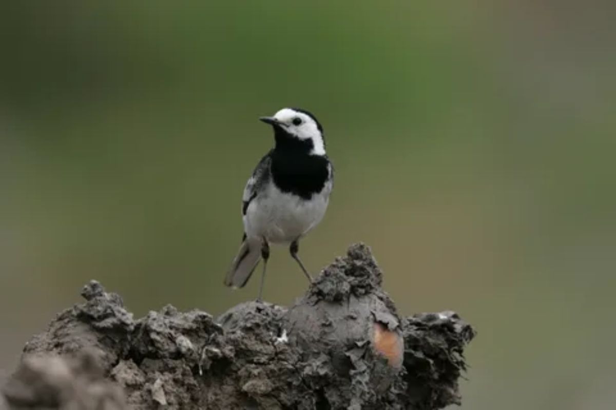 A pair of black and white birds perched on a branch.