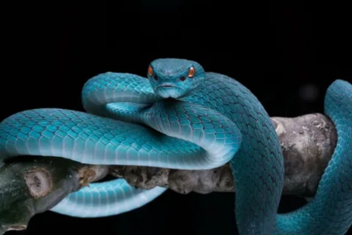 Vibrant blue snake coiled among lush green foliage.