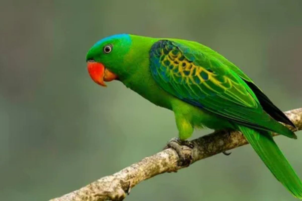 A vibrant green parrot perched on a branch, showcasing its colorful feathers and curious expression.